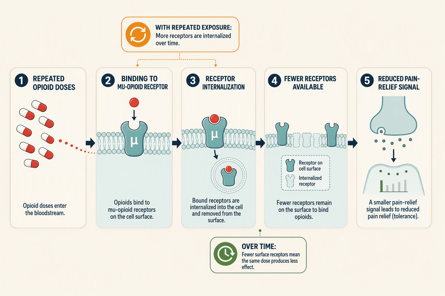 Illustration for: Why Pain Medications Lose Effectiveness Over Time