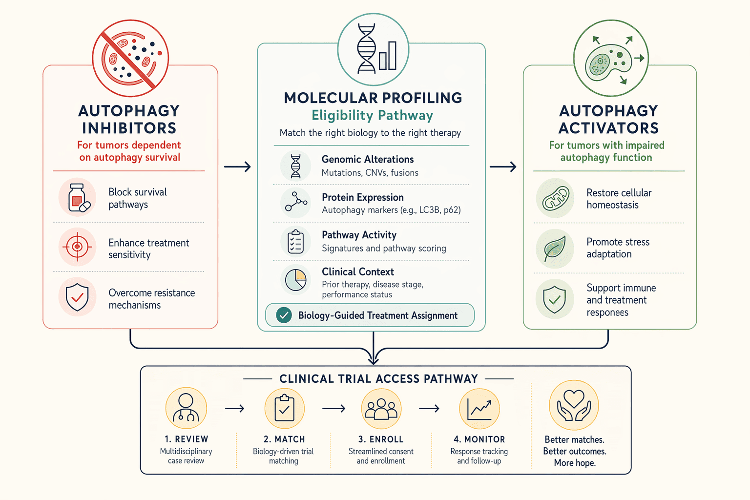 Illustration for: Molecular Therapies That Target Autophagy Pathways: What's Available Today