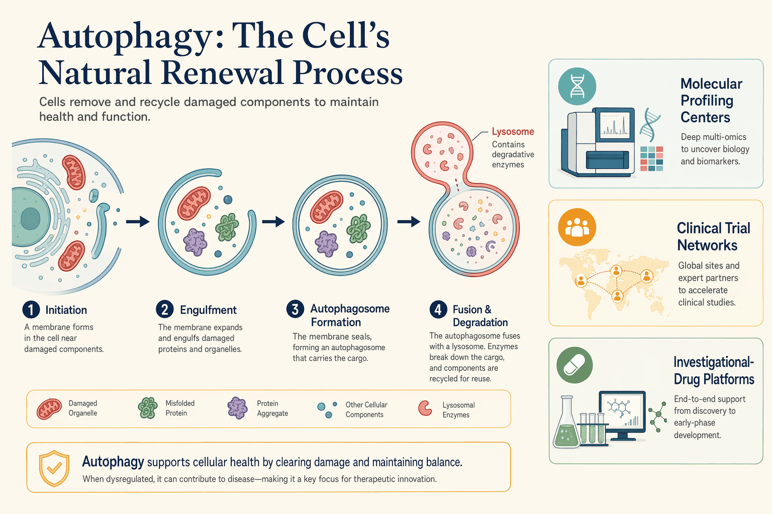 Illustration for: What Is Autophagy and Why Does It Matter in New Molecular Cancer Therapies?