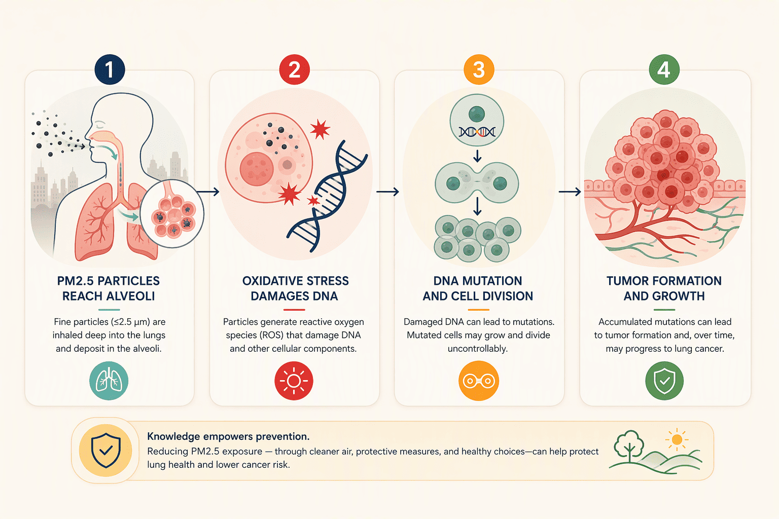 Illustration for The Cellular Mechanism: From Inhaled Particles to DNA Mutations and Tumors